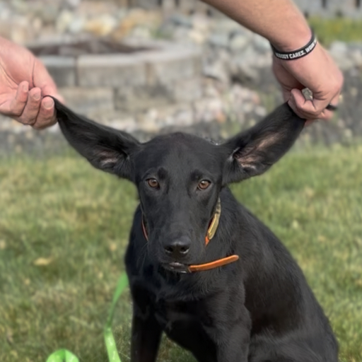 Pablo 10